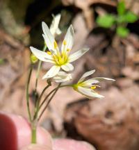 Nothoscordum bivalve image